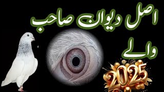 Dewan Sab Walay Kabootar Ki Kahani