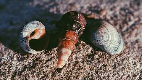 Relaxing Music. Soothing Music. Meditation. Seashells.