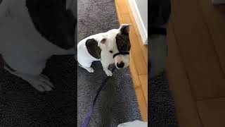 Petey door manners by doggydetailtraining No views 1 month ago 1 minute, 11 seconds