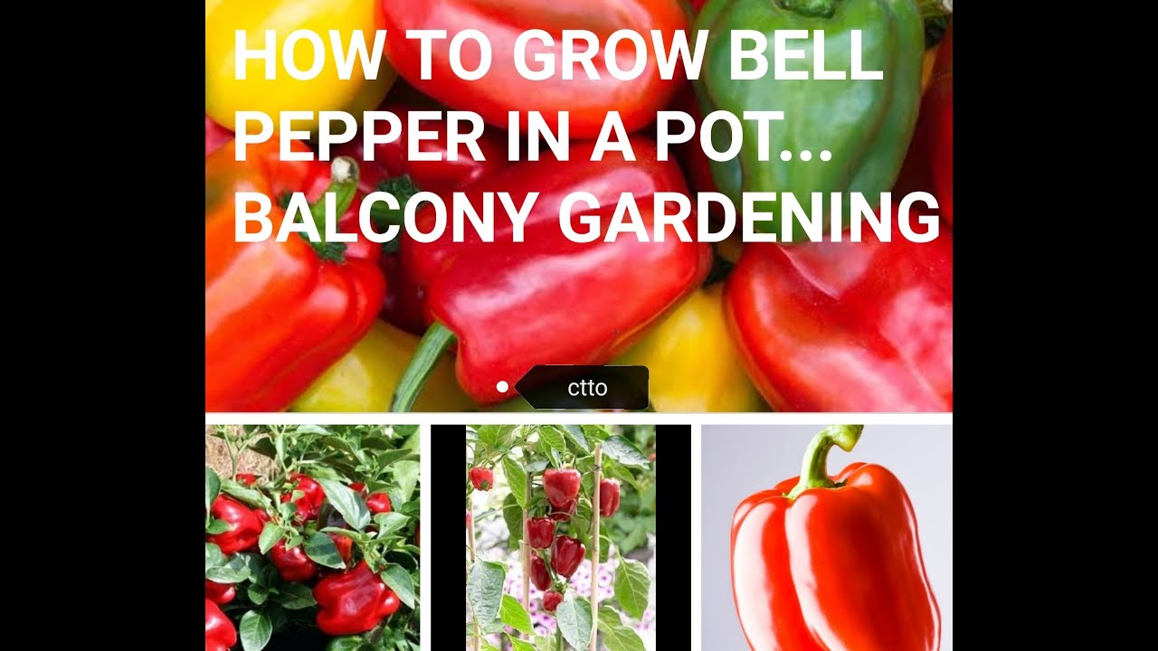 HOW TO GROW BELL PEPPER AT HOMEthe easiest way BALCONY GARDENING (Episode 11) YouTube