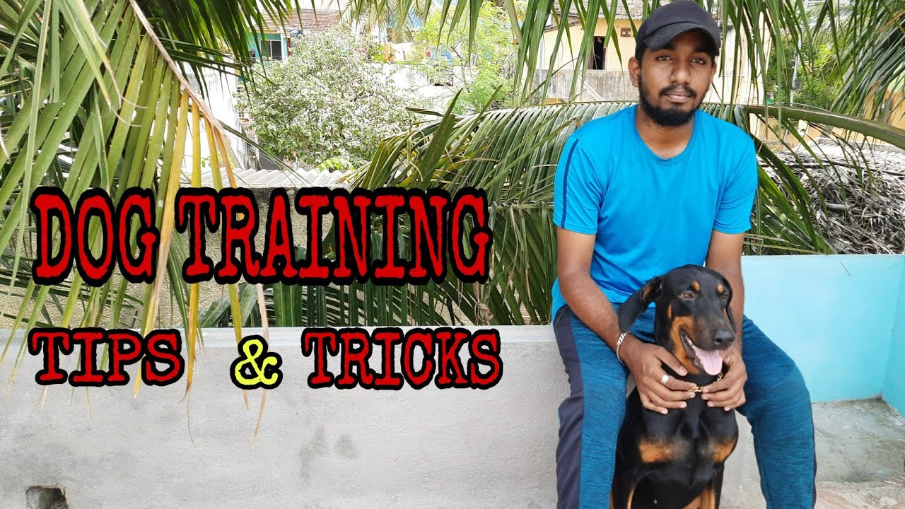 Dog Training Tips Tamil Ragul Ram YouTube