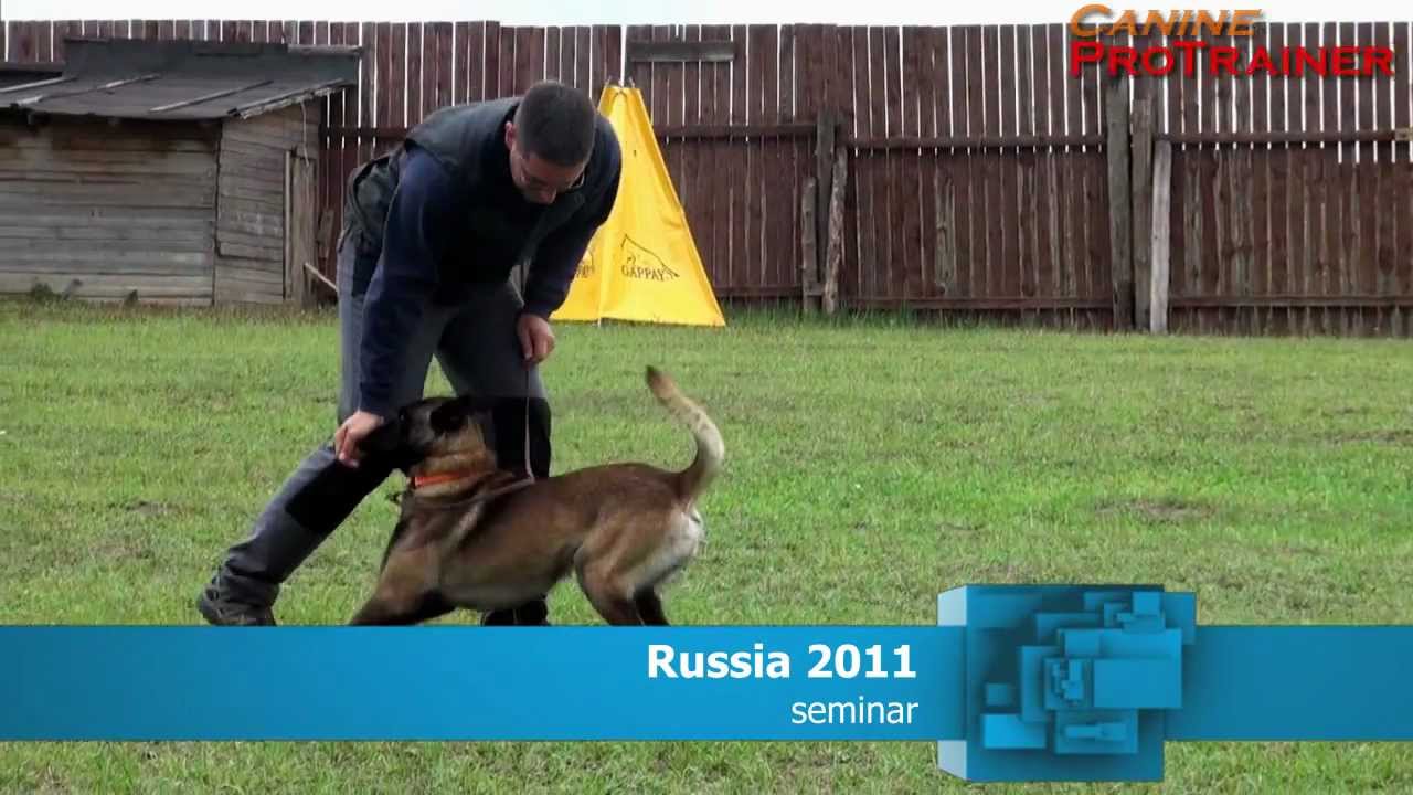 Luwigana´s Adlerauge