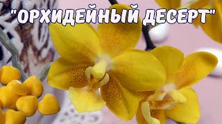 &quot;Сладкая&quot; орхидея - Phalaenopsis Yellow Chocolate. Что за аромат он дарит?