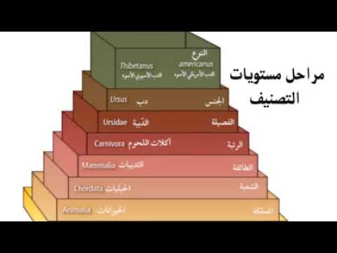 المخلوقات في الحية التصنيف مستويات تصنيف الكائنات