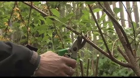How To Prune Spring Flowering Garden Shrubs | Garden Ideas & Tips | Homebase