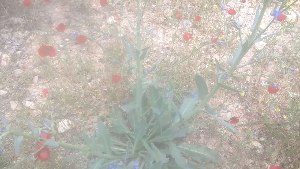 Köpek dili otu Balca otu videoları YouTube