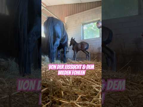 Ein Tag aufm Ponyhof Von meiner Eissucht & der Dörtezähmung