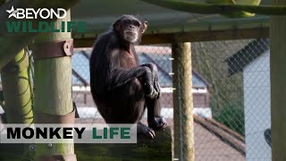 S11E08 | Will A Human Specialist Be Able To Help Freddy? | Monkey Life | Beyond Wildlife