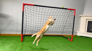 Goalkeeper Cat Got Snubbed From World Cup!