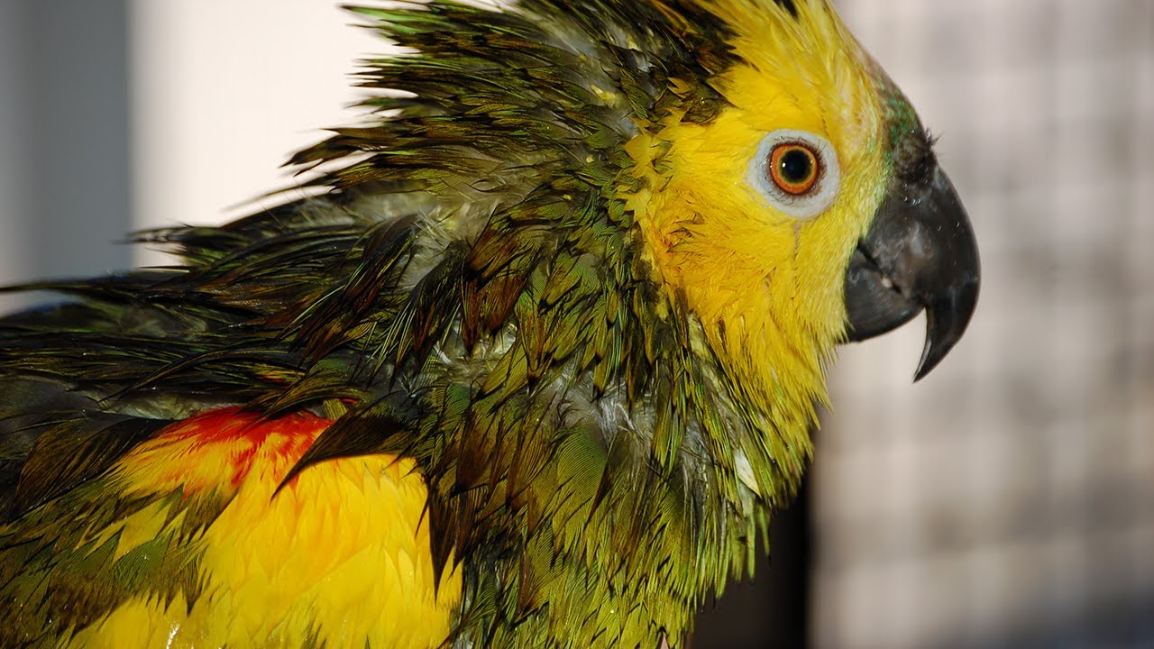 Amazon Storm Takes 1st Bath | Day 9 - YouTube