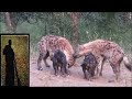 Baby Hyenas Nurse and Play