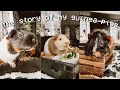 I rescued 3 guinea pigs