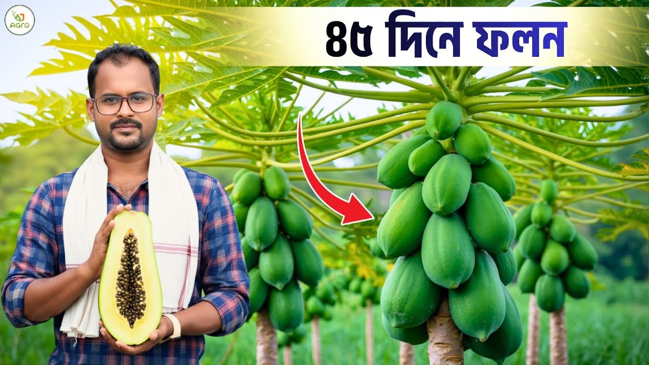 নিশ্চিত ফলন! ৪৫ দিনে পেঁপে চাষে সাফল্য | High Profit Papaya Farming