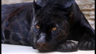 PANTERA NEGRA que es LEONES BLANCOS QUE SON CURIOSIDADES SOBRE LAS PANTERAS NEGR