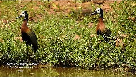 WHITE-FACED WHISTLING-DUCK (DENDROCYGNA VIDUATA), IRERÊ, Birds in the pond.