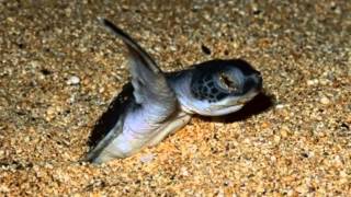 The Majestic Sea Turtle