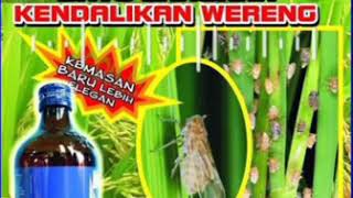 Download Lagu Wereng Bandel di Ares saja MP3