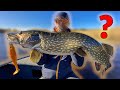 WHO IS THE BEST PIKE ANGLER? (Tobias vs Philip vs Edvin) | Team Galant
