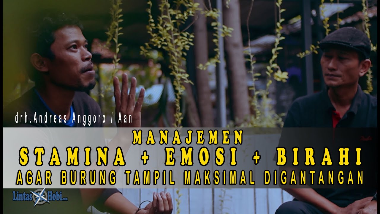 Manajemen Birahi, Stamina Dan Emosi Faktor Penentu Performa Burung Di Arena Lomba!