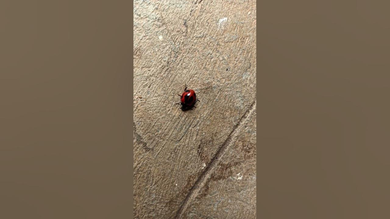 ladybug-in-my-house-youtube