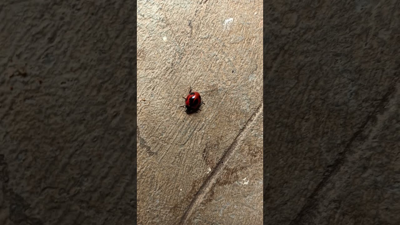 Ladybug In My House YouTube Ladybug In My House YouTube