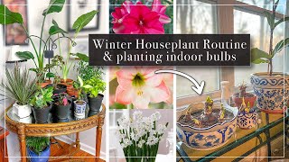 Winter House Plant Routine & Planting Indoor Bulbs  Amaryllis & Paperwhite Bulbs for Winter Flowers