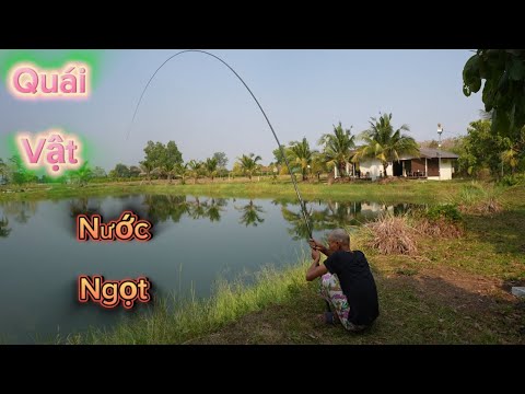 Tập Cuối _ SoLo Vồ Cờ _ Khổng Lồ Thái Lan