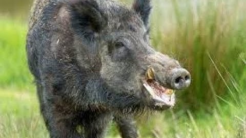Error: Boar