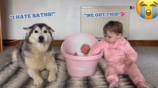 Baby Teaching Husky How To Bathe Her Baby!. [TOO MUCH CUTENESS!!]