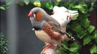 My Zebra Finch Brutus singing again