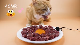 MUKBANG - The Cat Enjoys RAW Meal (ASMR)