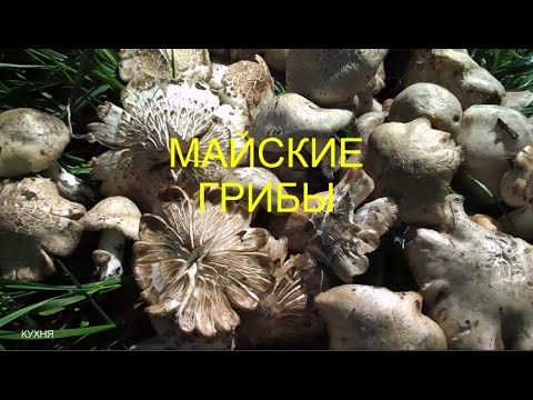 May mushroom  / Picking mushrooms