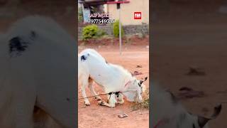 Saif Mukri Bhai Ka Kota Bakra in Chiplun