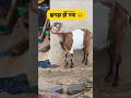 झगड़ा हो गया #funny #thetharpuns #shilpisaroja #comedy