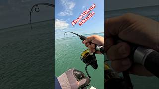 Daiwa Reel + Shimano Rod Combo Tested on Hard-Fighting Tropical Fish