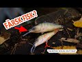 Super realistiskt crankbait  avgjutning av en riktig fisk  gra eget hrdbete med resin