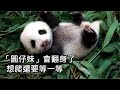 「圓仔妹」會翻身了〜想爬還要等一等/二寶成長日記(Day 57) Giant Panda Second Cub's Journal