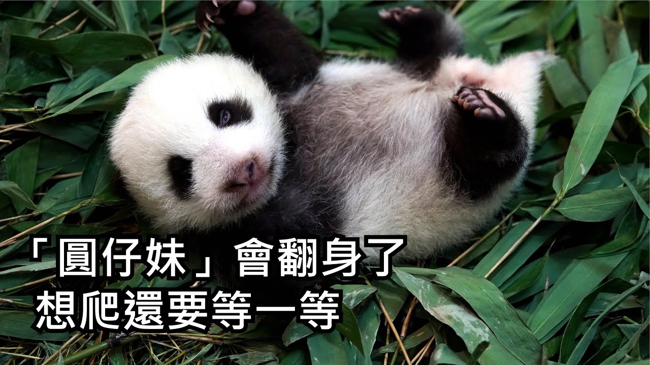 「圓仔妹」會翻身了〜想爬還要等一等/二寶成長日記(Day 57) Giant Panda Second Cub's Journal