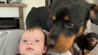 I Let My Rottweilers Get Too Close To My Newborn and This Happens