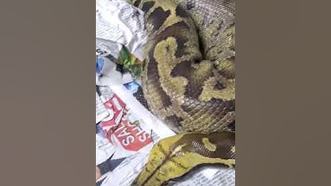 Sarawak shorttail Python