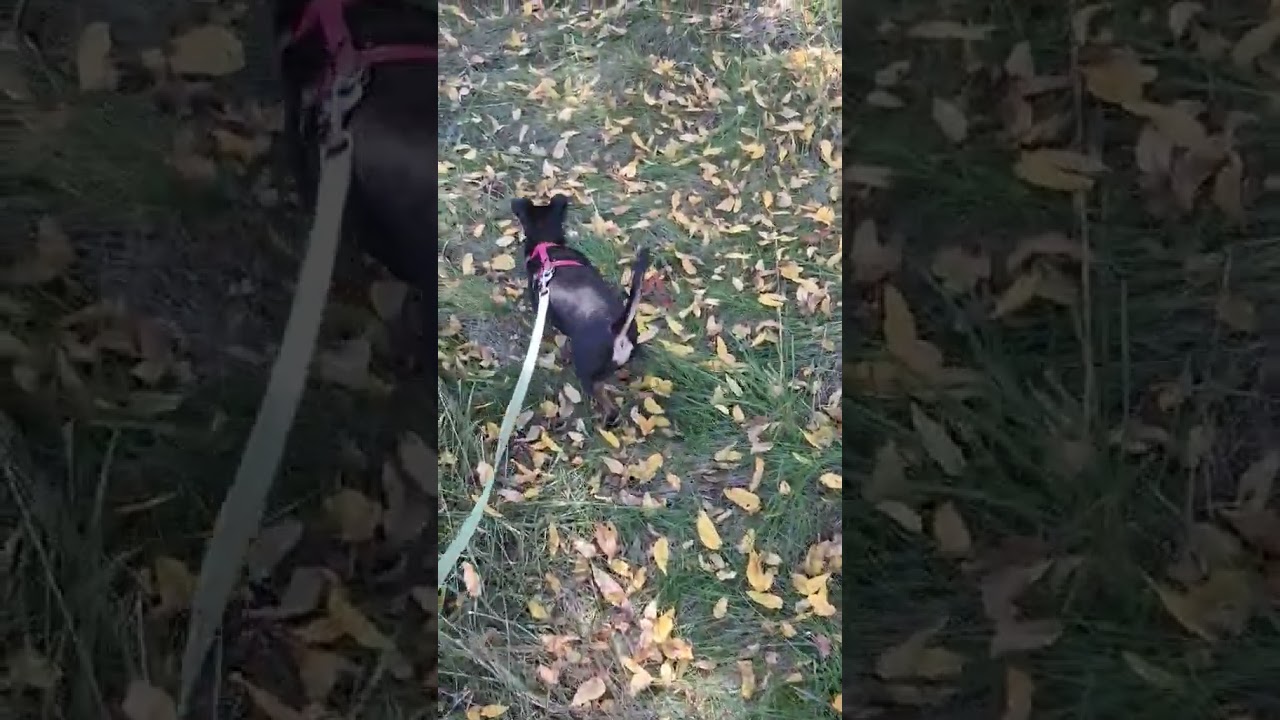 Jack and tobi - YouTube