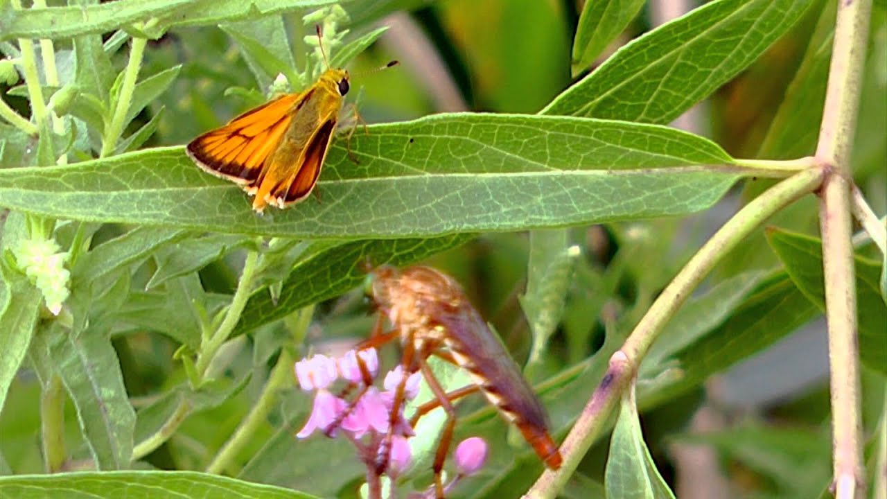 Грабитель летит