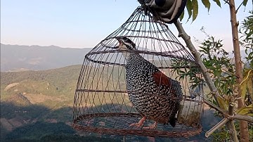 Đa đa thuần tóc cò kèm gáy kích bổi EP 24// suab noog qua zoo dib#cheoluahotdau