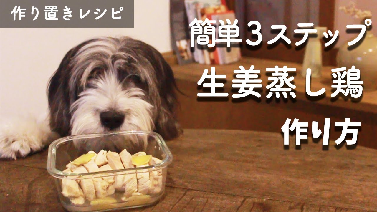 犬手作りご飯レシピ 簡単に作り置きできる生姜たっぷり蒸し鶏の作り方 もふ飯 Youtube