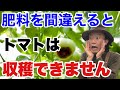 【大きな勘違い】実はトマトは肥料でダメになります　正しい肥料のあげ方教えます　　　【カーメン君】【ガーデニング】【園芸】【初心者】