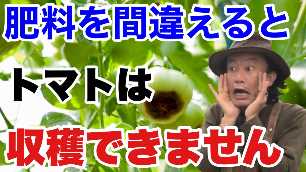 【大きな勘違い】実はトマトは肥料でダメになります　正しい肥料のあげ方教えます　　　【カーメン君】【ガーデニング】【園芸】【初心者】