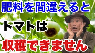 【大きな勘違い】実はトマトは肥料でダメになります　正しい肥料のあげ方教えます　　　【カーメン君】【ガーデニング】【園芸】【初心者】