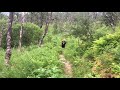 Close Grizzly Bear Encounter - Katmai National Park, Alaska