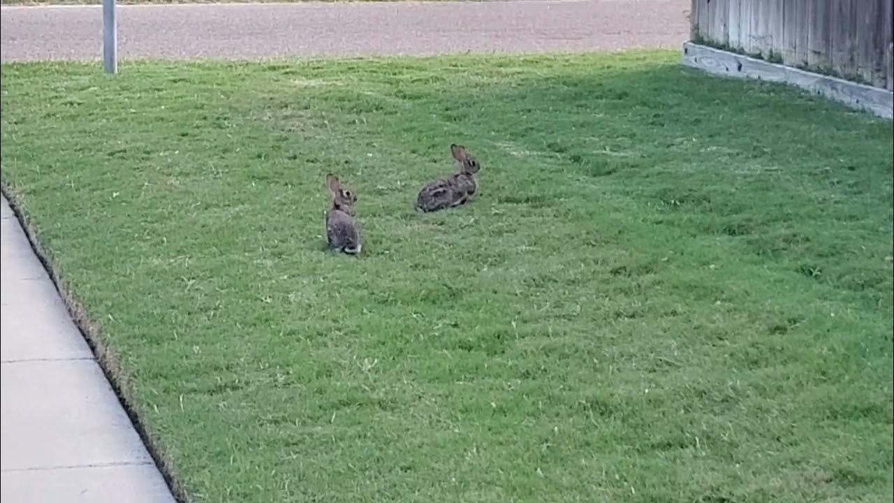 Rabbits At Our Home In Corpus Christi YouTube