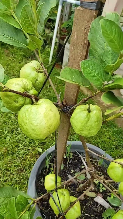 Tabulampot jambu kristal super genjah mudah berbuah #tabulampot #jambukristal